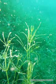 Attēlu rezultāti vaicājumam “Nitella sp.”