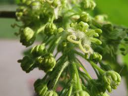 Attēlu rezultāti vaicājumam “Acer pseudoplatanus fo. purpurascens flower”