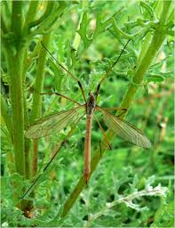 Attēlu rezultāti vaicājumam “Ptychoptera sp. female”