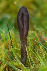 Attēlu rezultāti vaicājumam “Geoglossum sp.”
