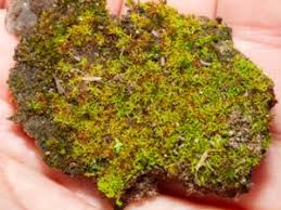 Attēlu rezultāti vaicājumam “Bryoerythrophyllum recurvirostrum sporophyte”