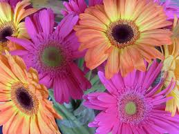 Image result for Dimorphotheca sinuata