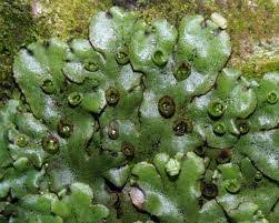 Attēlu rezultāti vaicājumam “Marchantiopsida”