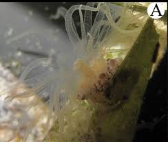 Attēlu rezultāti vaicājumam “Urocystis anemones spores”