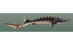 Image result for Acipenser desotoi