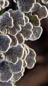 Attēlu rezultāti vaicājumam “Plicaturopsis crispa”