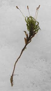 Attēlu rezultāti vaicājumam “Atrichum flavisetum”