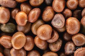 Attēlu rezultāti vaicājumam “Lotus corniculatus”