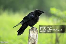 Attēlu rezultāti vaicājumam “Corvus corax adult”