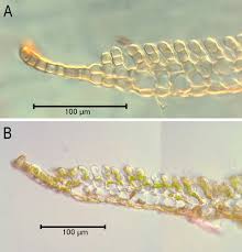 Attēlu rezultāti vaicājumam “Pogonatum dentatum macro”