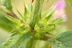 Attēlu rezultāti vaicājumam “Galeopsis bifida”