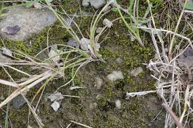 Attēlu rezultāti vaicājumam “Pohlia annotina”