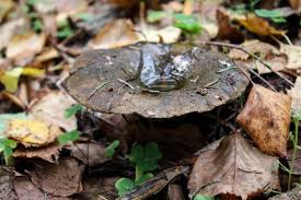 Attēlu rezultāti vaicājumam “Lactarius necator”