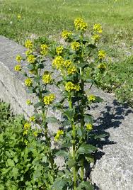 Attēlu rezultāti vaicājumam “Barbarea vulgaris subsp. arcuata”