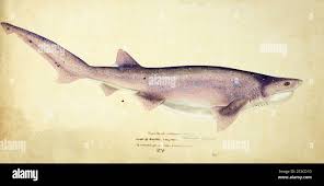 Image result for Notorynchus cepedianus