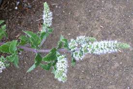 Image result for Menta x piperita