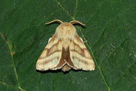 Attēlu rezultāti vaicājumam “Malacosoma castrensis male”