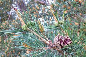 Attēlu rezultāti vaicājumam “Pinus sylvestris male flower”