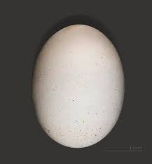 Image result for Oceanodroma castro