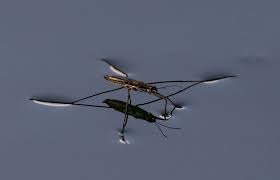 Attēlu rezultāti vaicājumam “Aquarius najas”