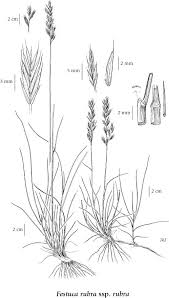 Attēlu rezultāti vaicājumam “Festuca rubra subsp. rubra”