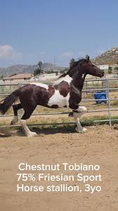 Image result for chestnut friesian