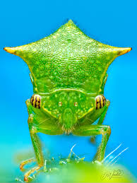 Attēlu rezultāti vaicājumam “Ophiotheca chrysosperma macro”