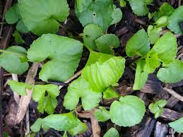 Attēlu rezultāti vaicājumam “Viola odorata leaf”