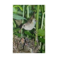 Attēlu rezultāti vaicājumam “Sylvia borin nest”