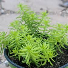 Attēlu rezultāti vaicājumam “Sedum rupestre leaf”