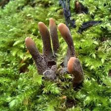 Attēlu rezultāti vaicājumam “Xylaria polymorpha”