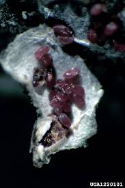 Attēlu rezultāti vaicājumam “Chionaspis salicis”