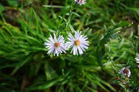 Image result for Aster lanceolatus