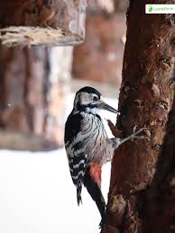 Attēlu rezultāti vaicājumam “Dendrocopos leucotos female”
