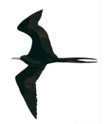 Image result for Fregata aquila