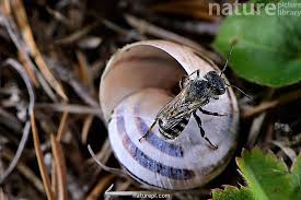 Attēlu rezultāti vaicājumam “Osmia bicolor”