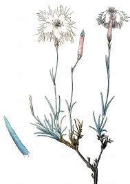 Attēlu rezultāti vaicājumam “Dianthus arenarius leaf”