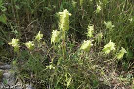 Attēlu rezultāti vaicājumam “Melampyrum cristatum leaf”