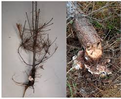 Attēlu rezultāti vaicājumam “Heterobasidion annosum”