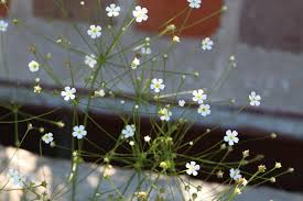 Attēlu rezultāti vaicājumam “Androsace septentrionalis”