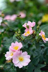 Attēlu rezultāti vaicājumam “Rosa majalis”