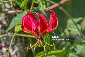 Attēlu rezultāti vaicājumam “Colchicaceae”