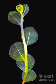 Attēlu rezultāti vaicājumam “Mnium”