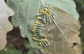 Attēlu rezultāti vaicājumam “Caliroa annulipes larva”