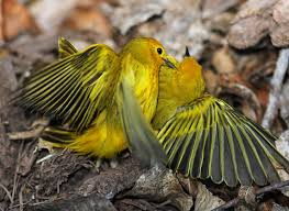 Image result for Dendroica petechia