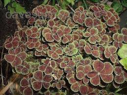 Attēlu rezultāti vaicājumam “Trifolium spadiceum leaf”