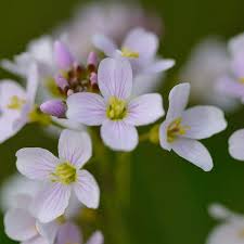 Attēlu rezultāti vaicājumam “Cardamine pratensis flower”