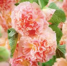 Image result for Alcea rosea `Appleblossom`