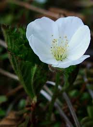 Attēlu rezultāti vaicājumam “Rubus chamaemorus flower”