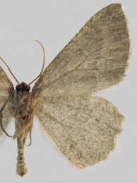 Attēlu rezultāti vaicājumam “Charissa ambiguata”